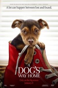 Download A Dog’s Way Home (2019) Dual Audio (Hindi-English) 480p [300MB] || 720p [800MB] || 1080p [2.3GB]